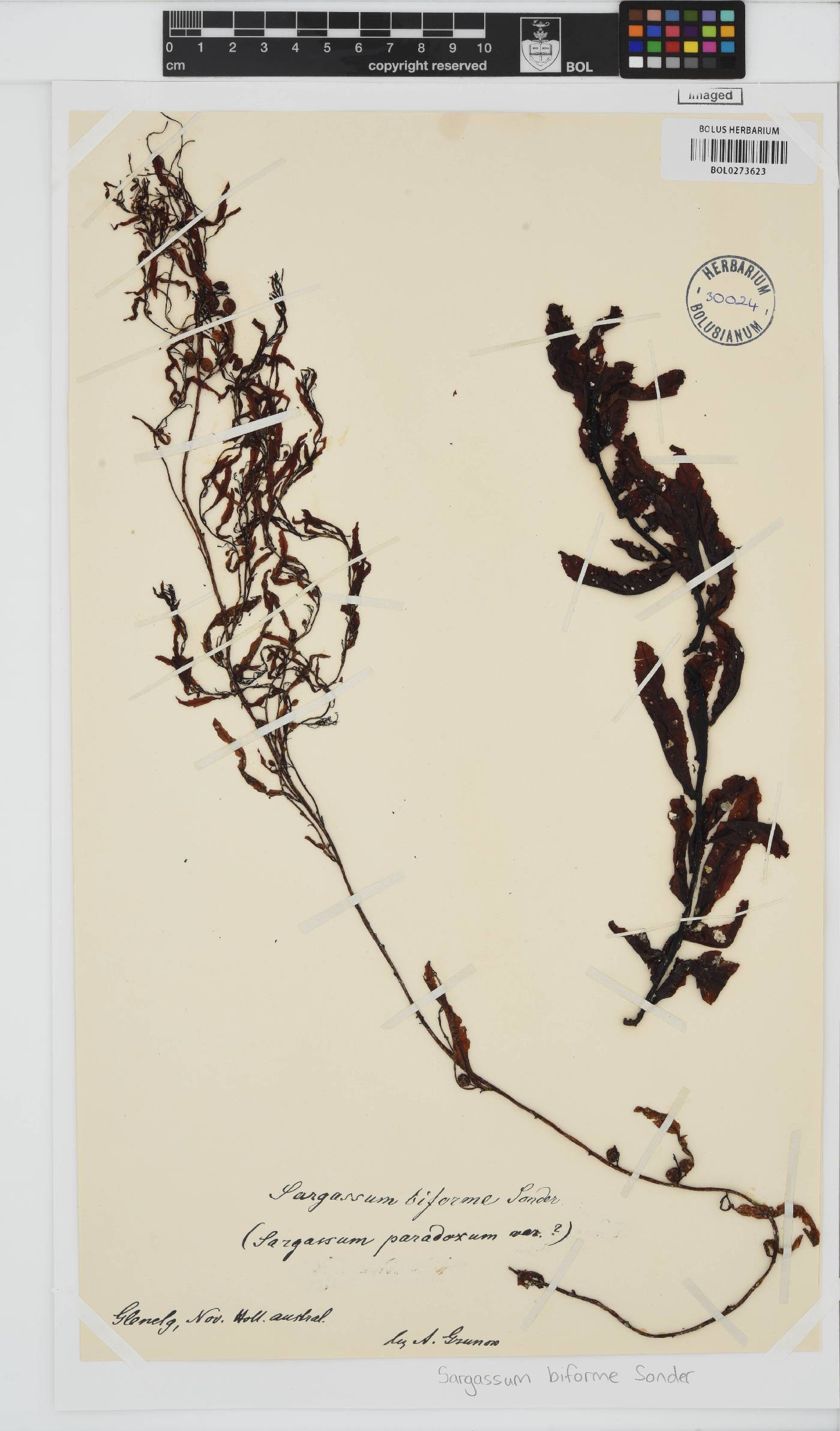 Sargassum tristichum image