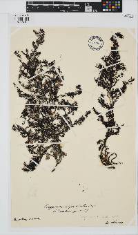 Sargassum tristichum image
