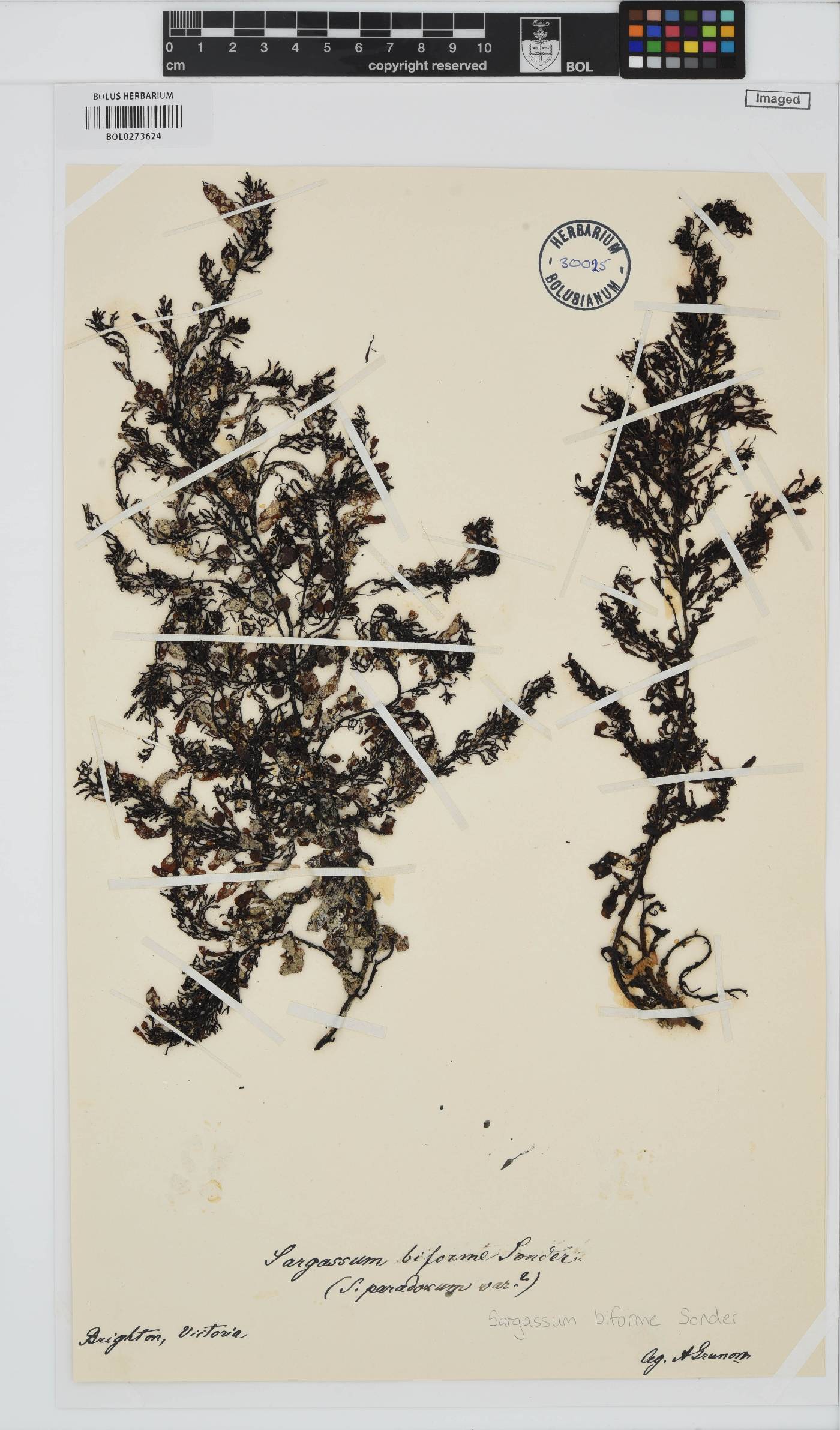 Sargassum tristichum image