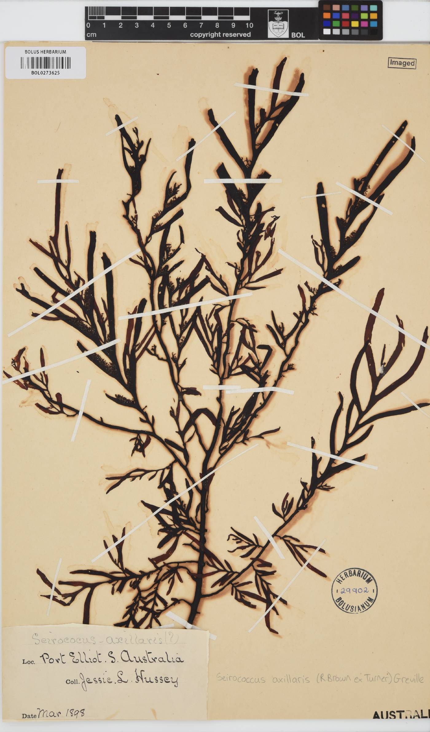 Seirococcus axillaris image