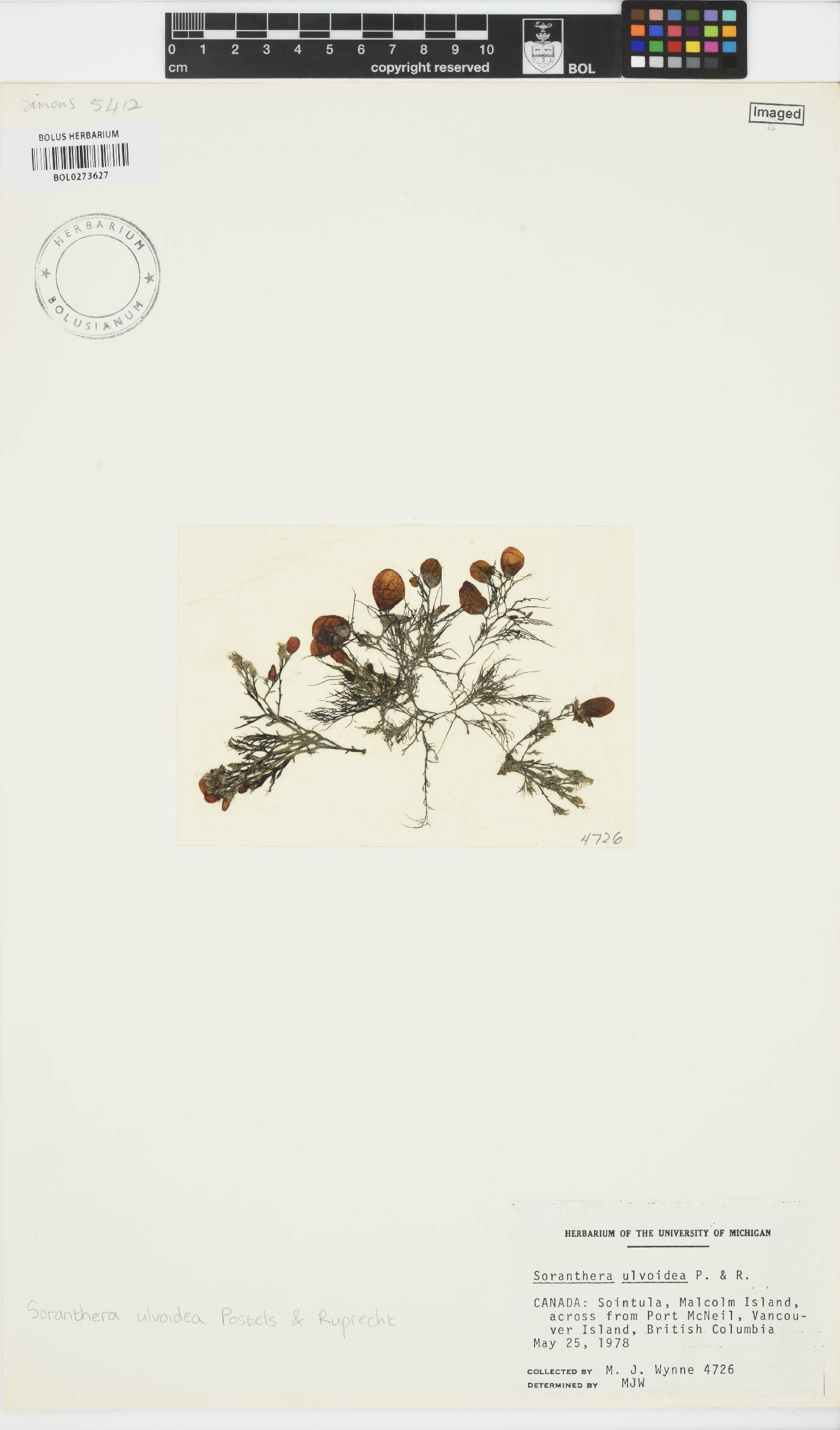 Soranthera ulvoidea image