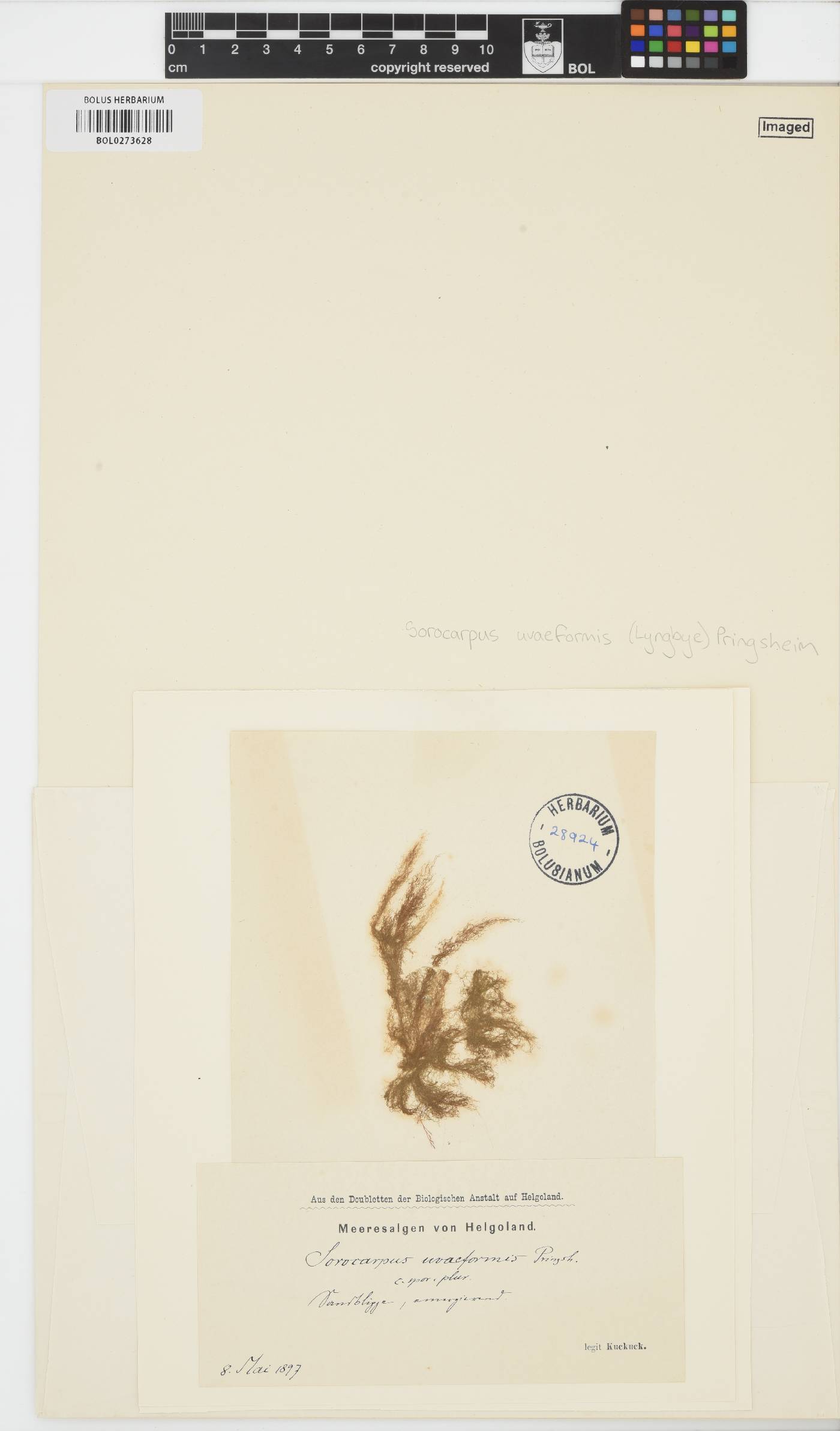 Botrytella micromora image