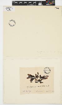 Image of Spatoglossum australasicum
