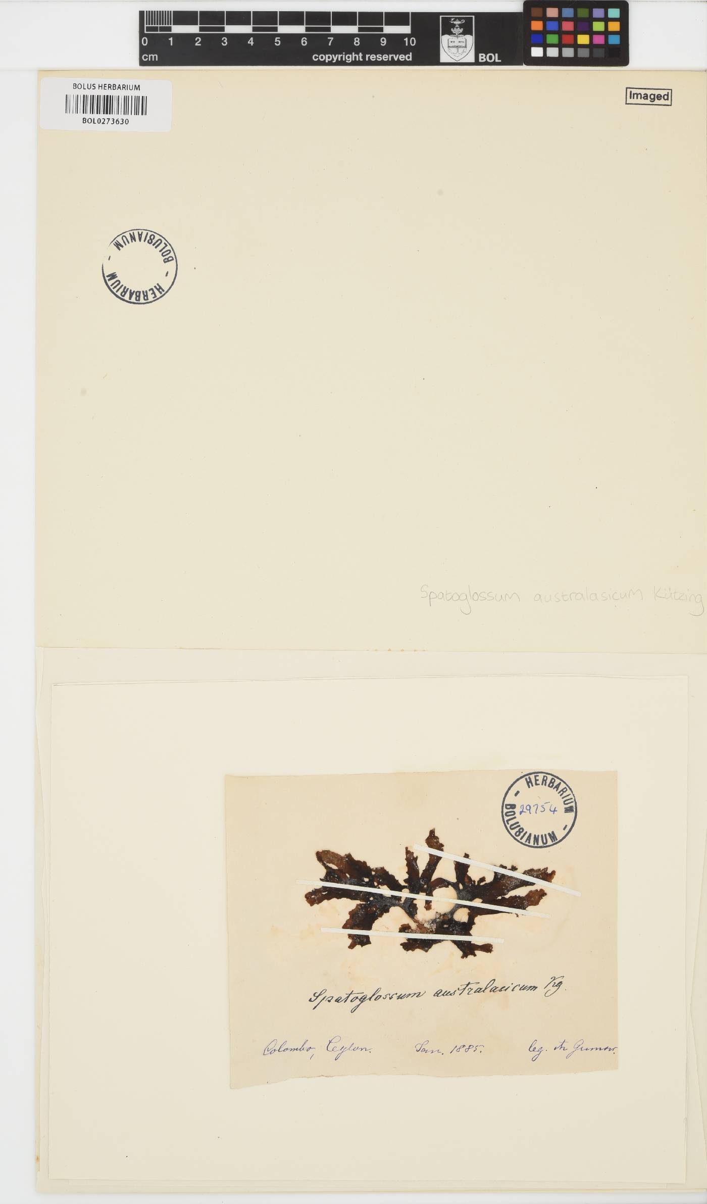 Spatoglossum australasicum image