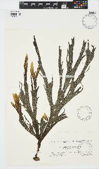 Image of Dictyopteris pacifica