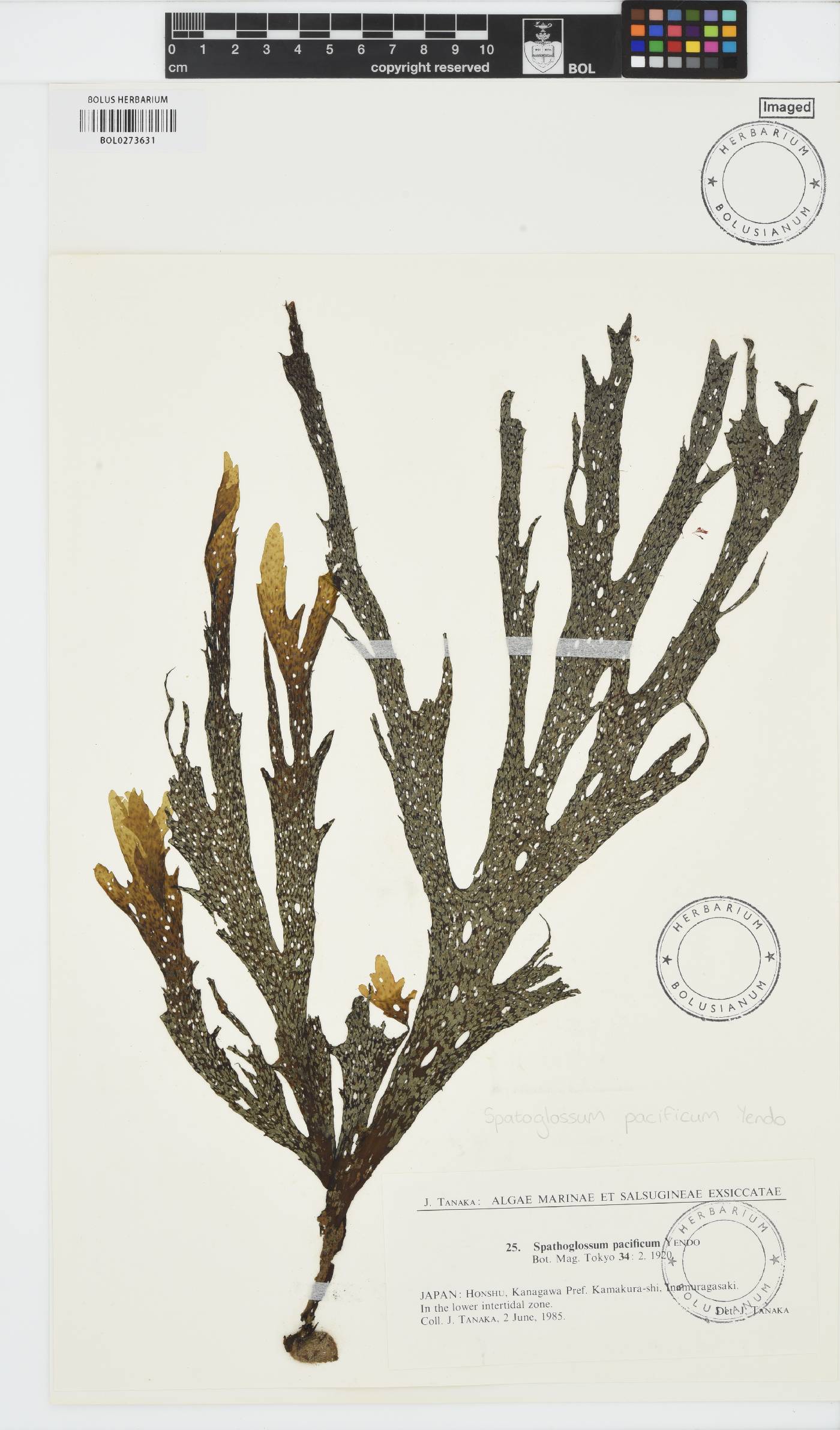 Dictyopteris pacifica image