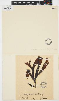 Spatoglossum schroederi image