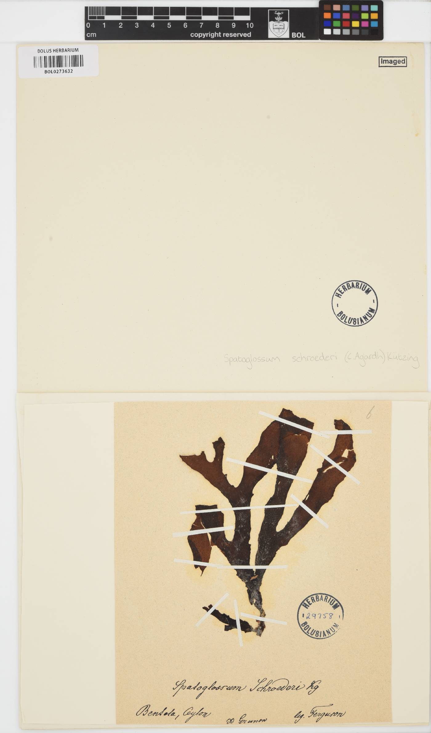 Spatoglossum schroederi image