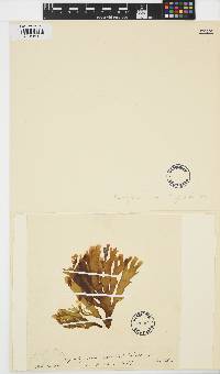 Image of Spatoglossum variabile
