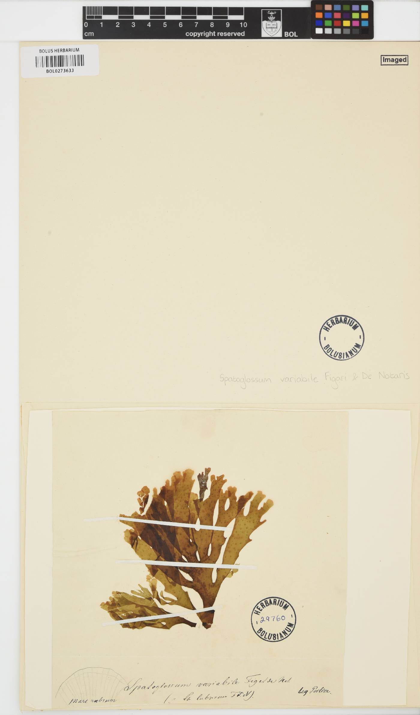 Spatoglossum variabile image