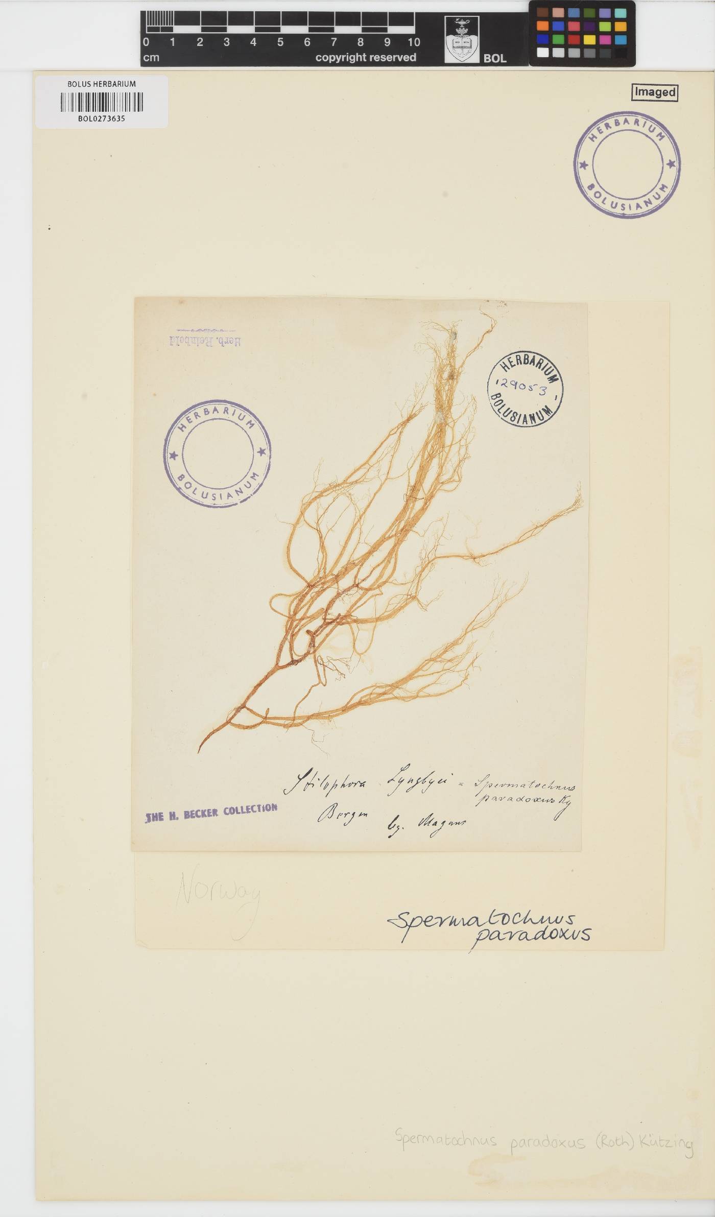 Spermatochnus image