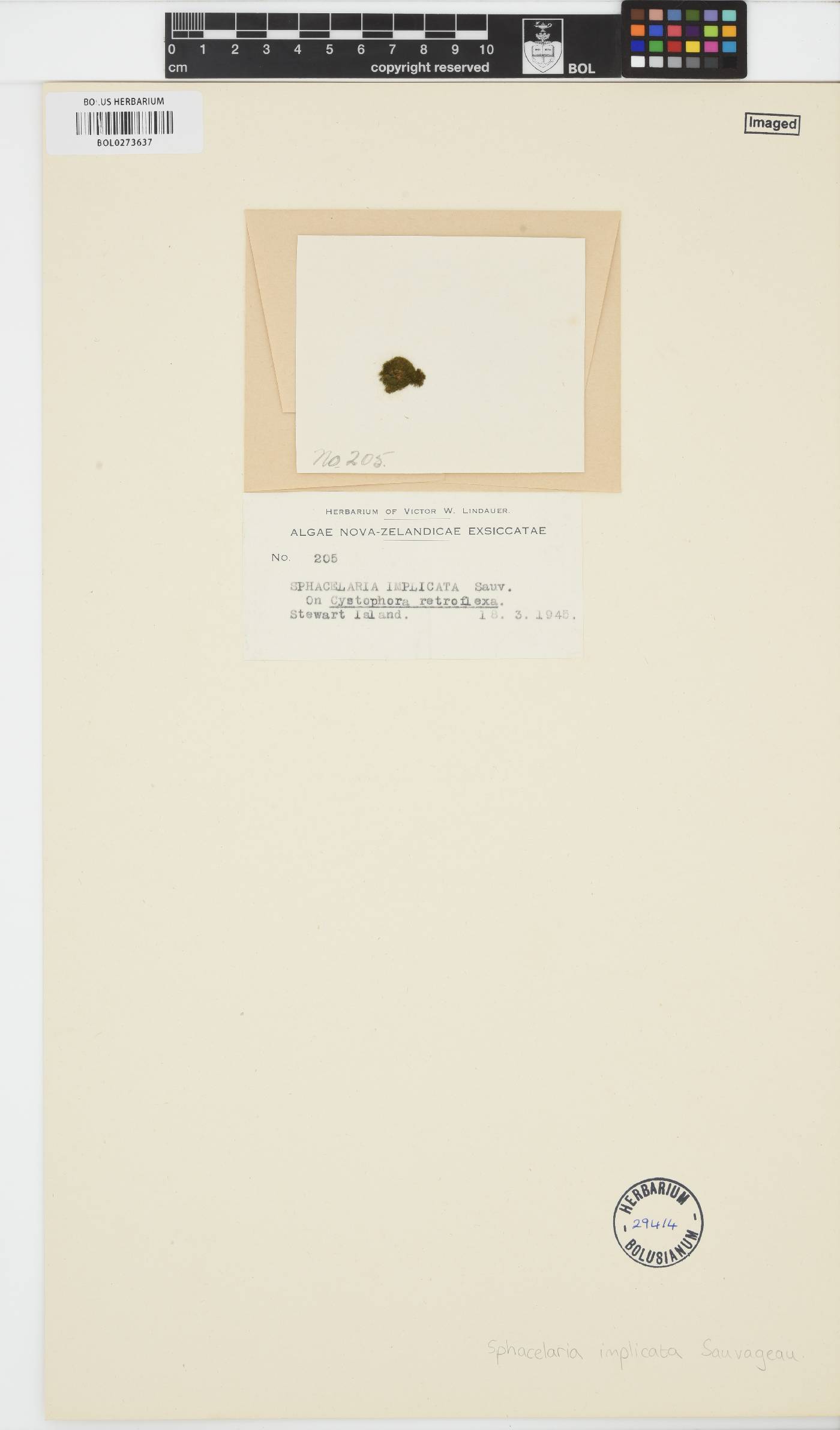 Herpodiscus implicatus image