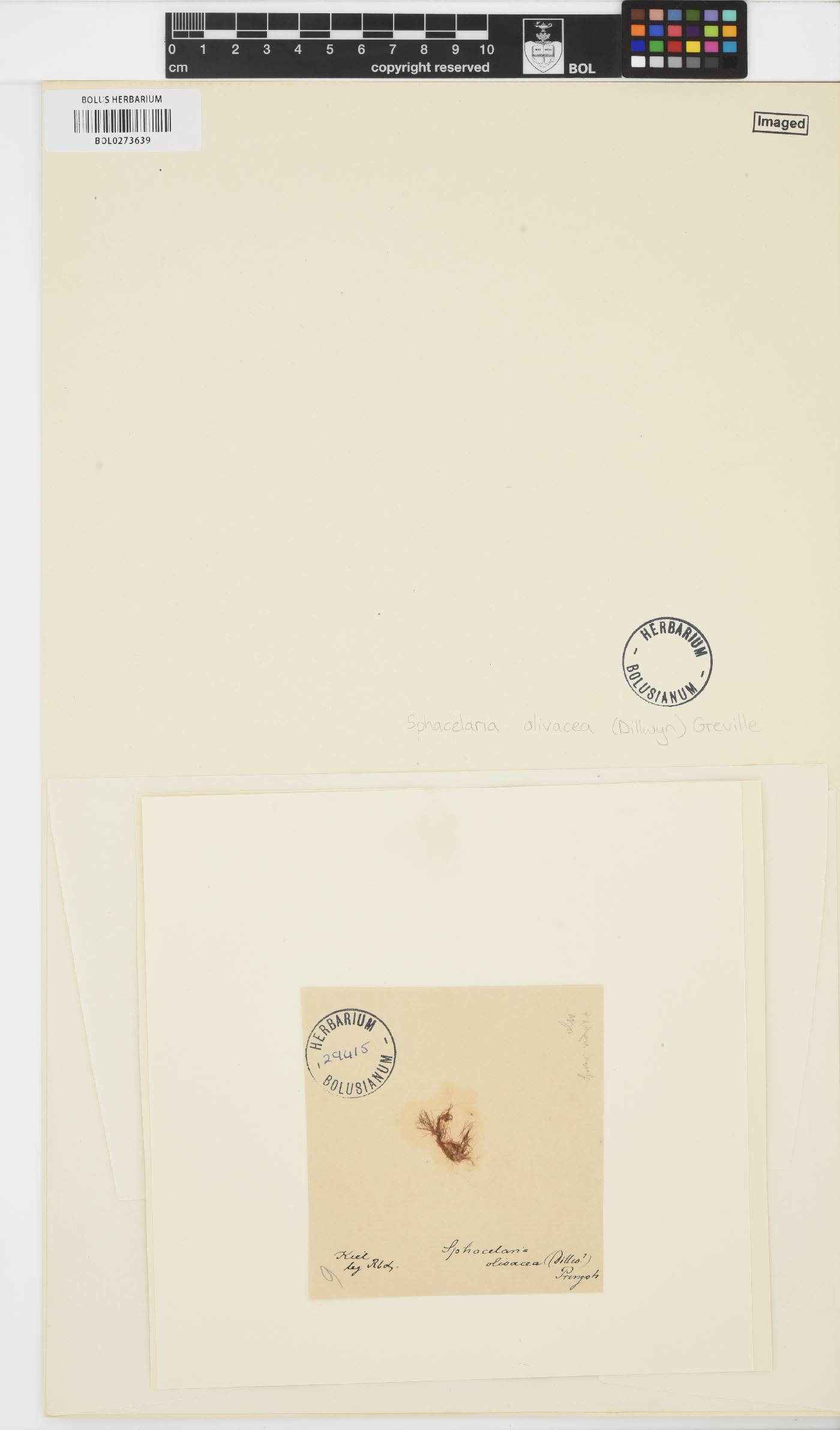 Protohalopteris radicans image