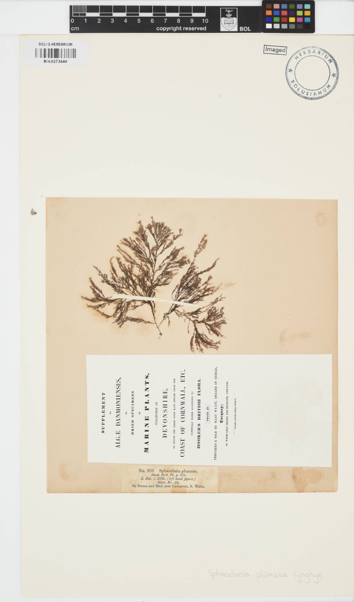 Chaetopteris plumosa image