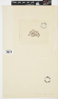 Chaetopteris plumosa image