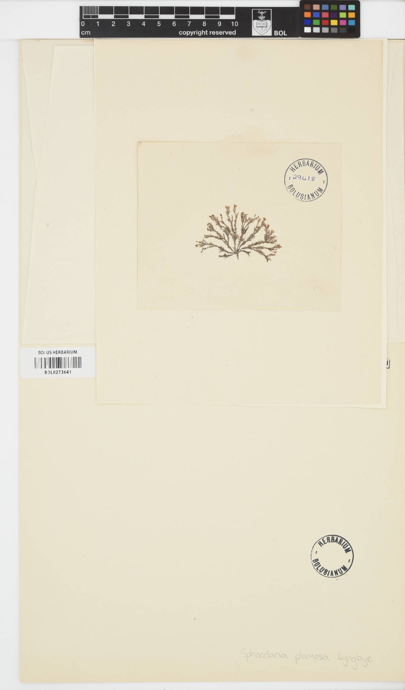 Chaetopteris plumosa image