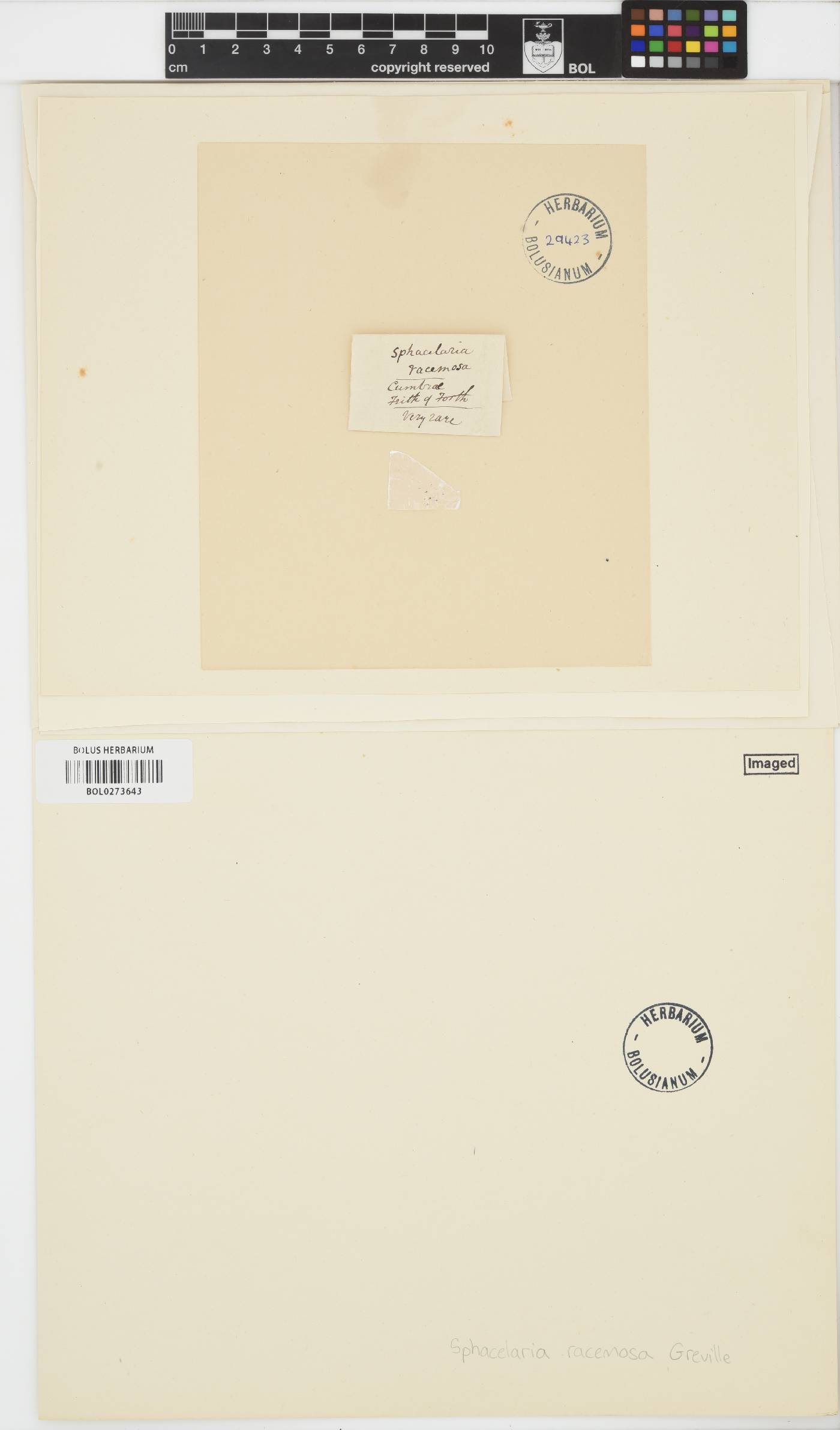 Battersia image
