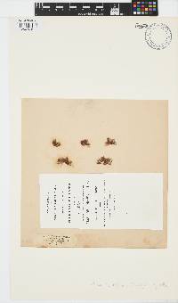 Protohalopteris radicans image