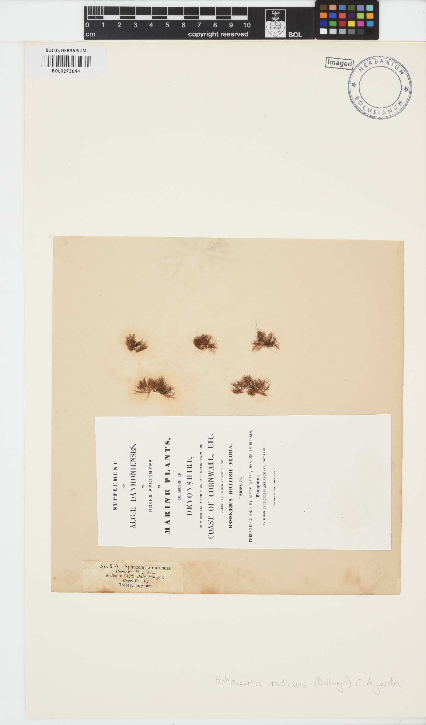 Protohalopteris radicans image