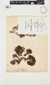 Halopteris scoparia image