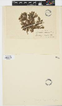 Halopteris scoparia image