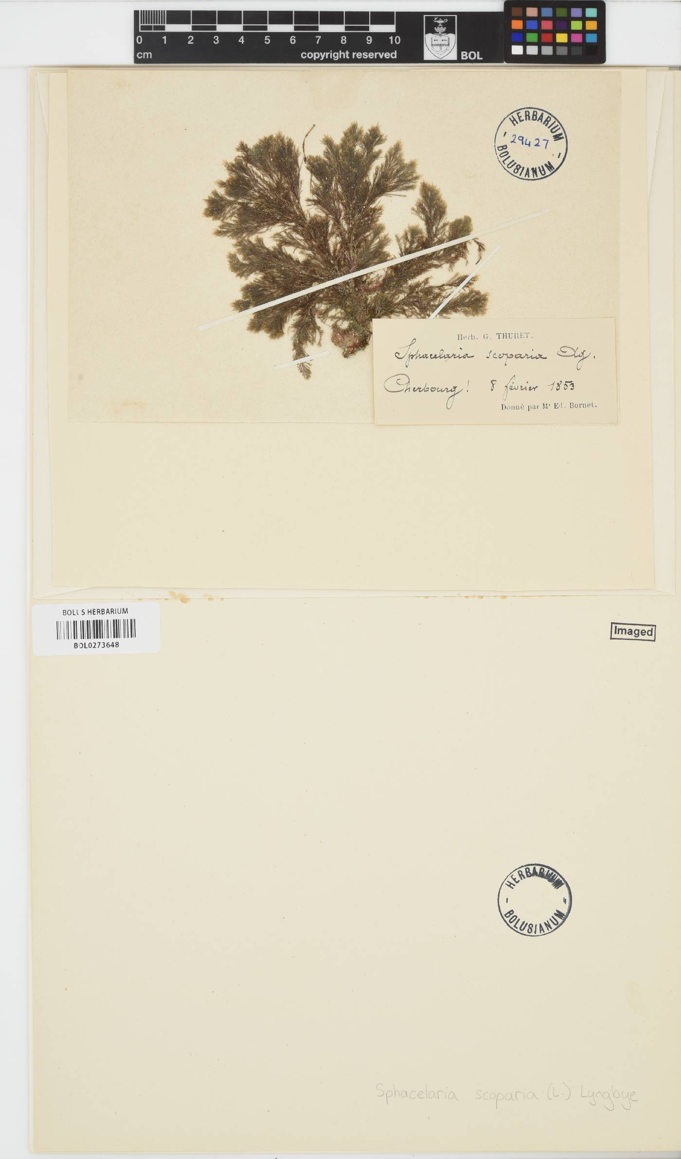 Halopteris scoparia image