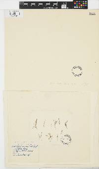 Halopteris scoparia image