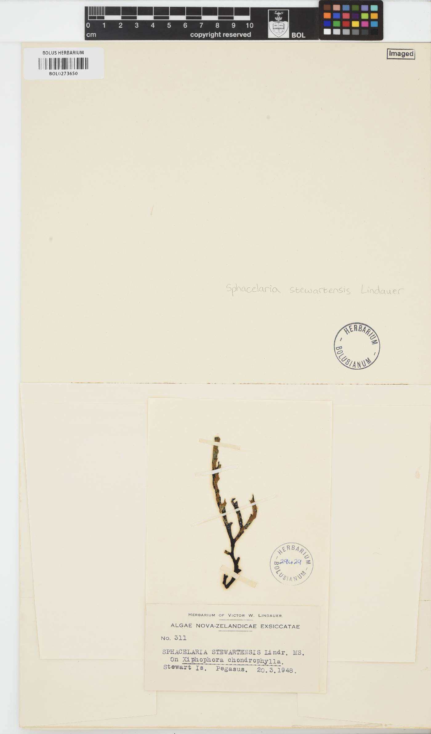 Sphacelariaceae image