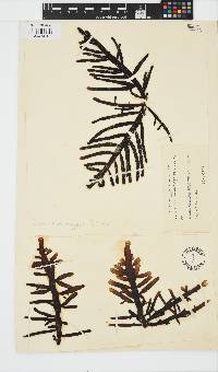 Splachnidium rugosum image