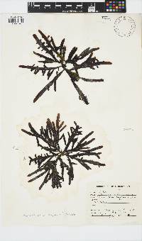 Splachnidium rugosum image