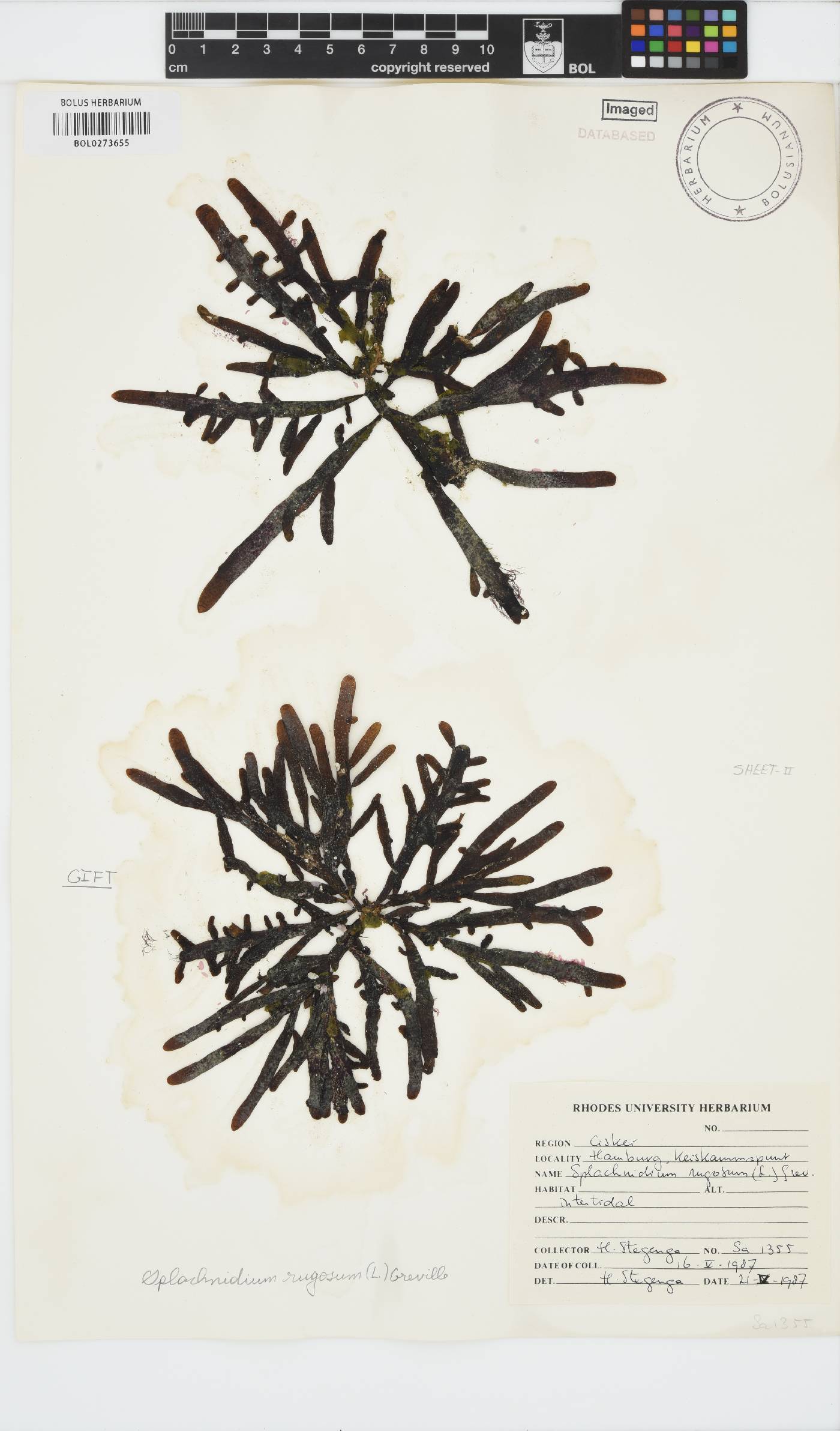 Splachnidium rugosum image