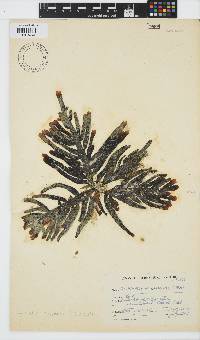 Splachnidium rugosum image