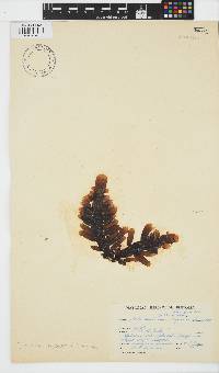 Splachnidium rugosum image