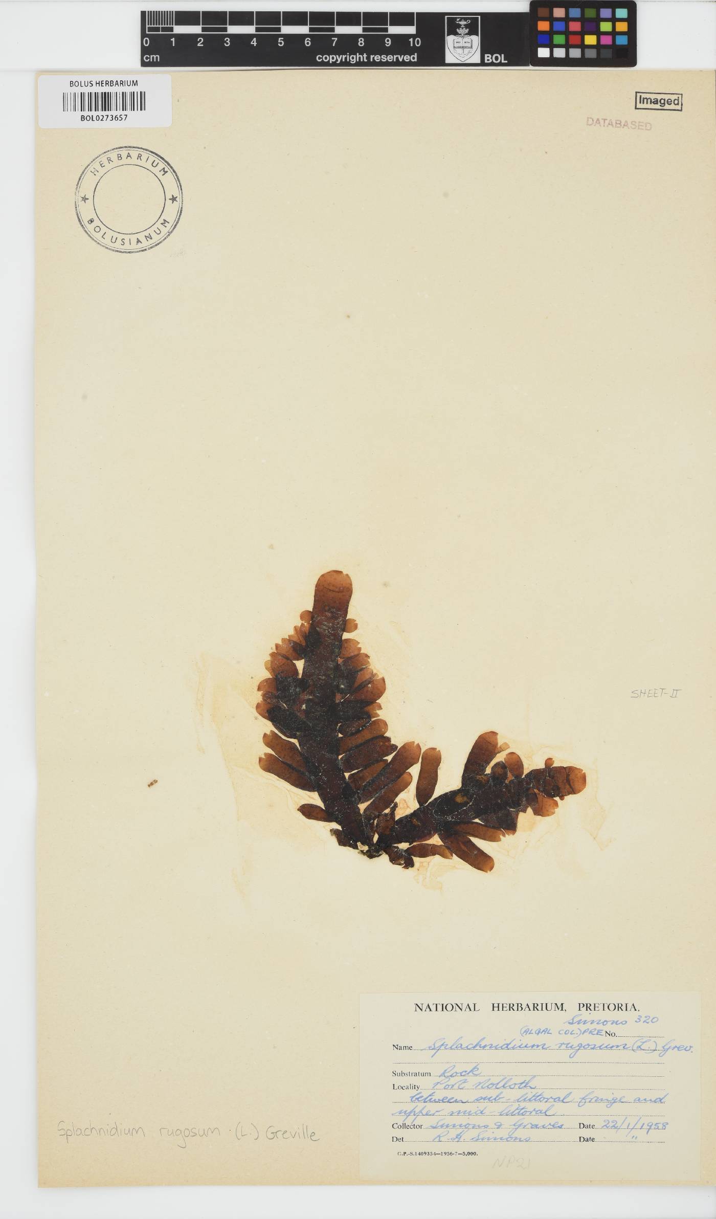 Splachnidium image