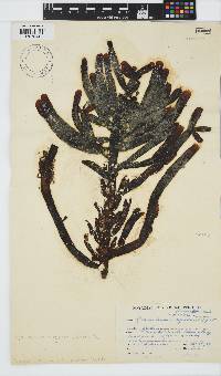Splachnidium rugosum image