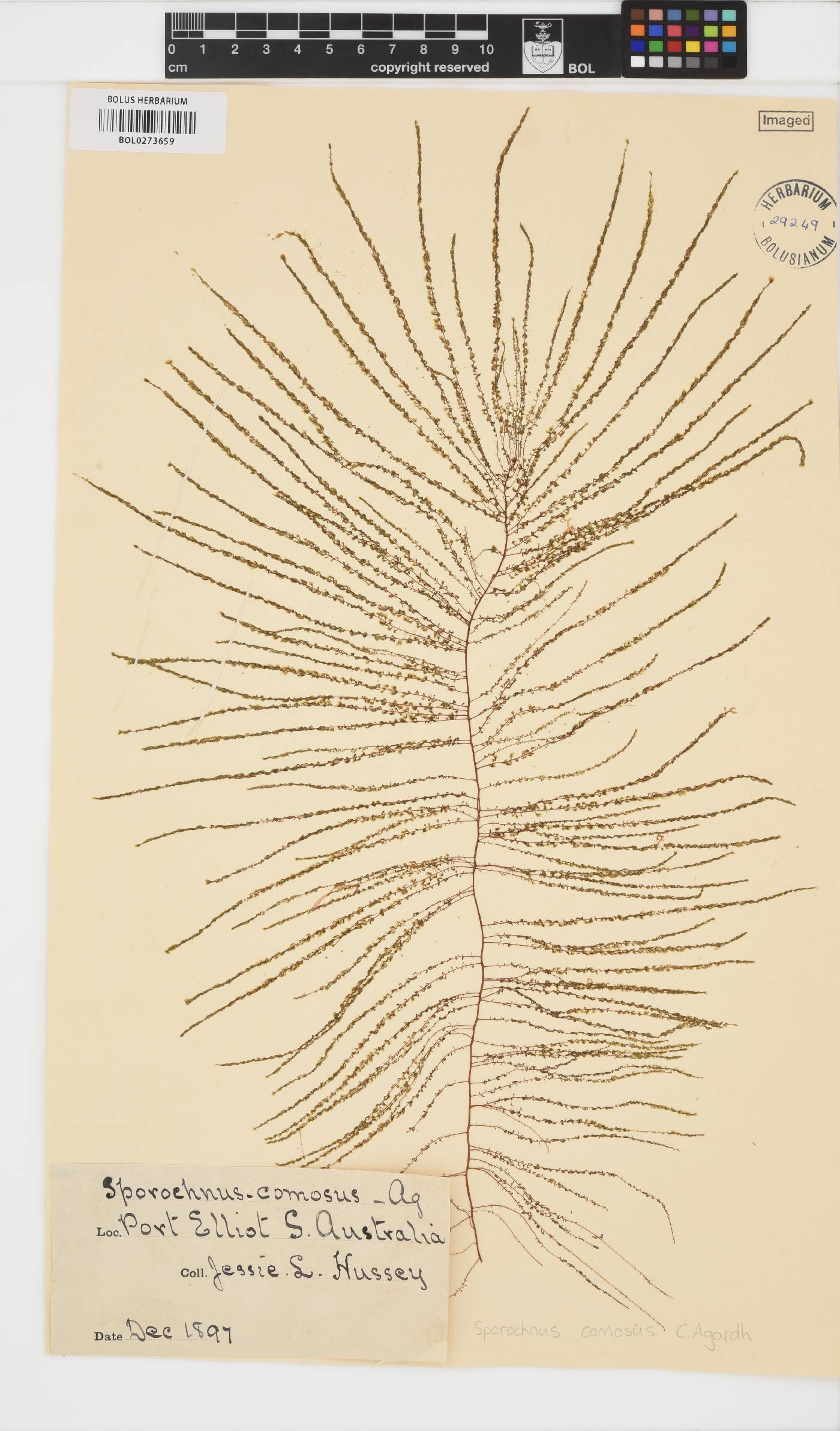 Sporochnus comosus image