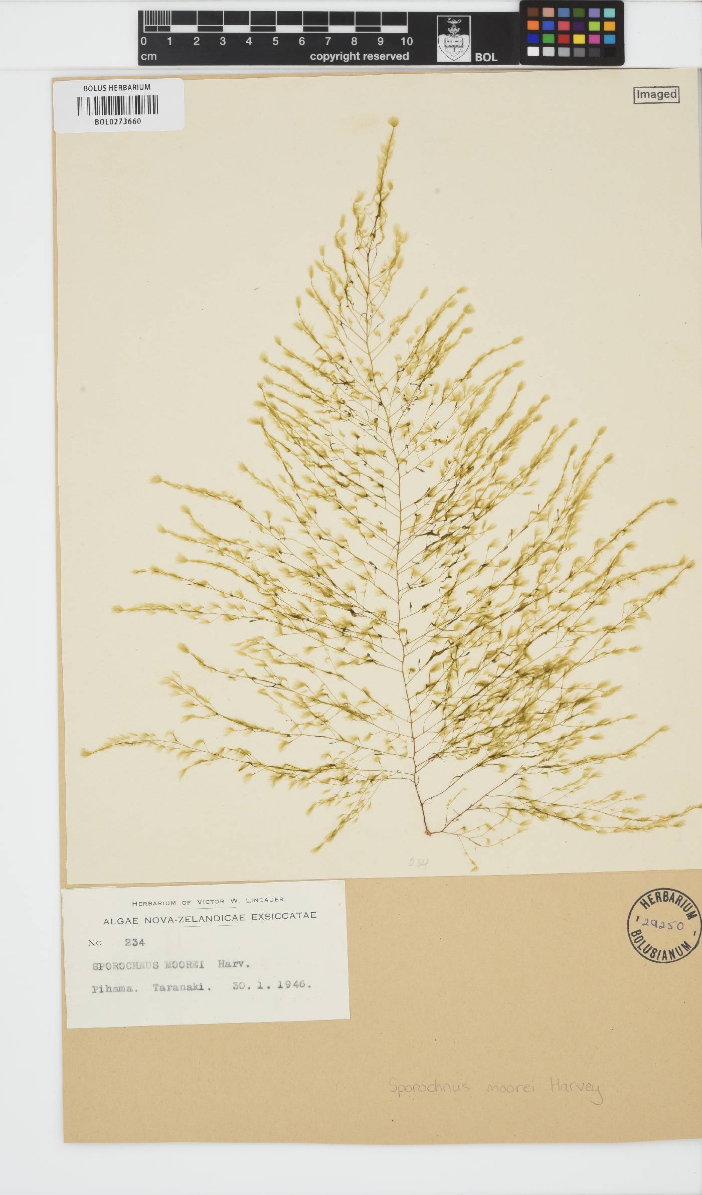 Sporochnus moorei image