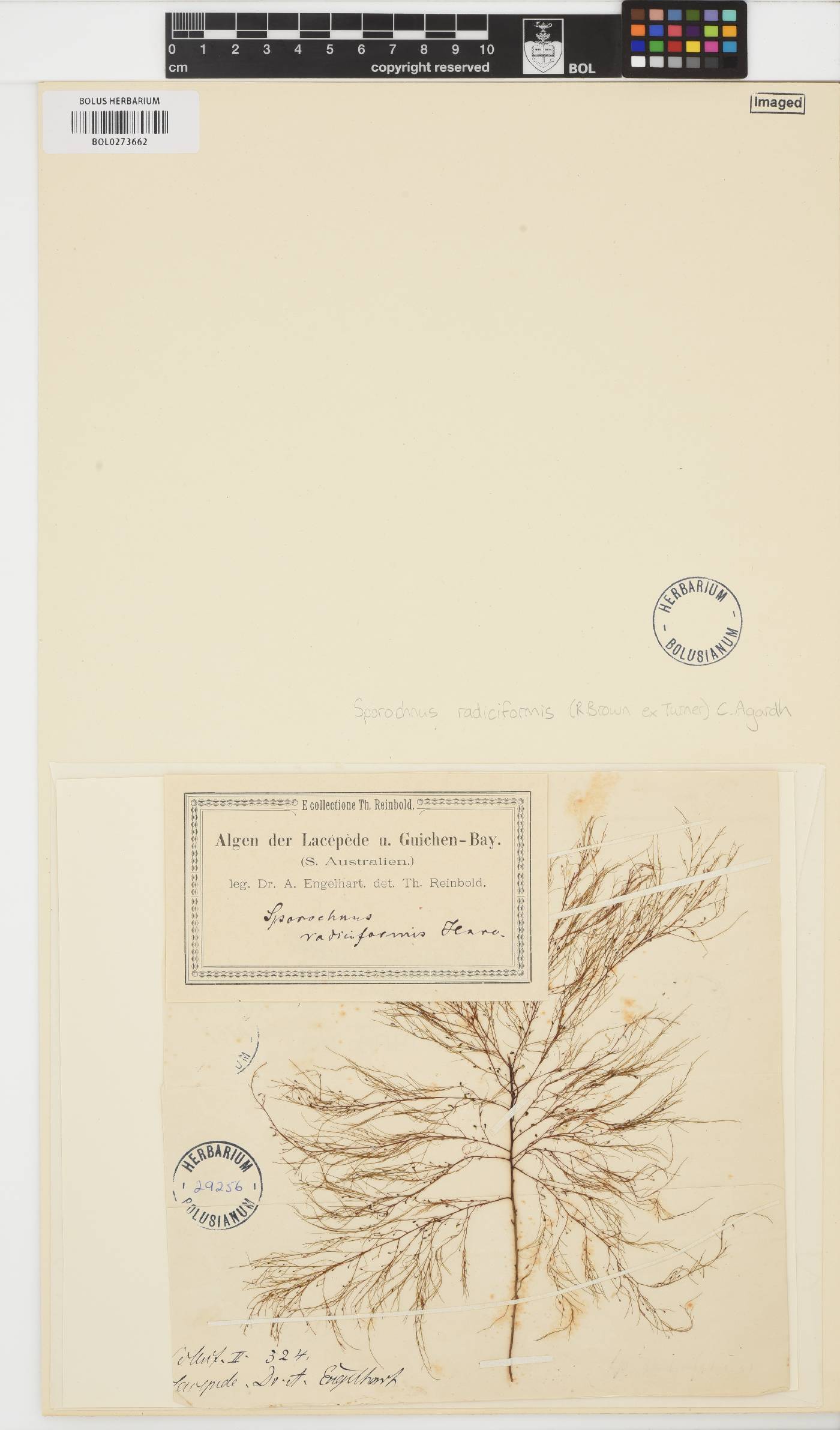 Sporochnus radiciformis image