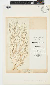 Image of Stilophora tenella