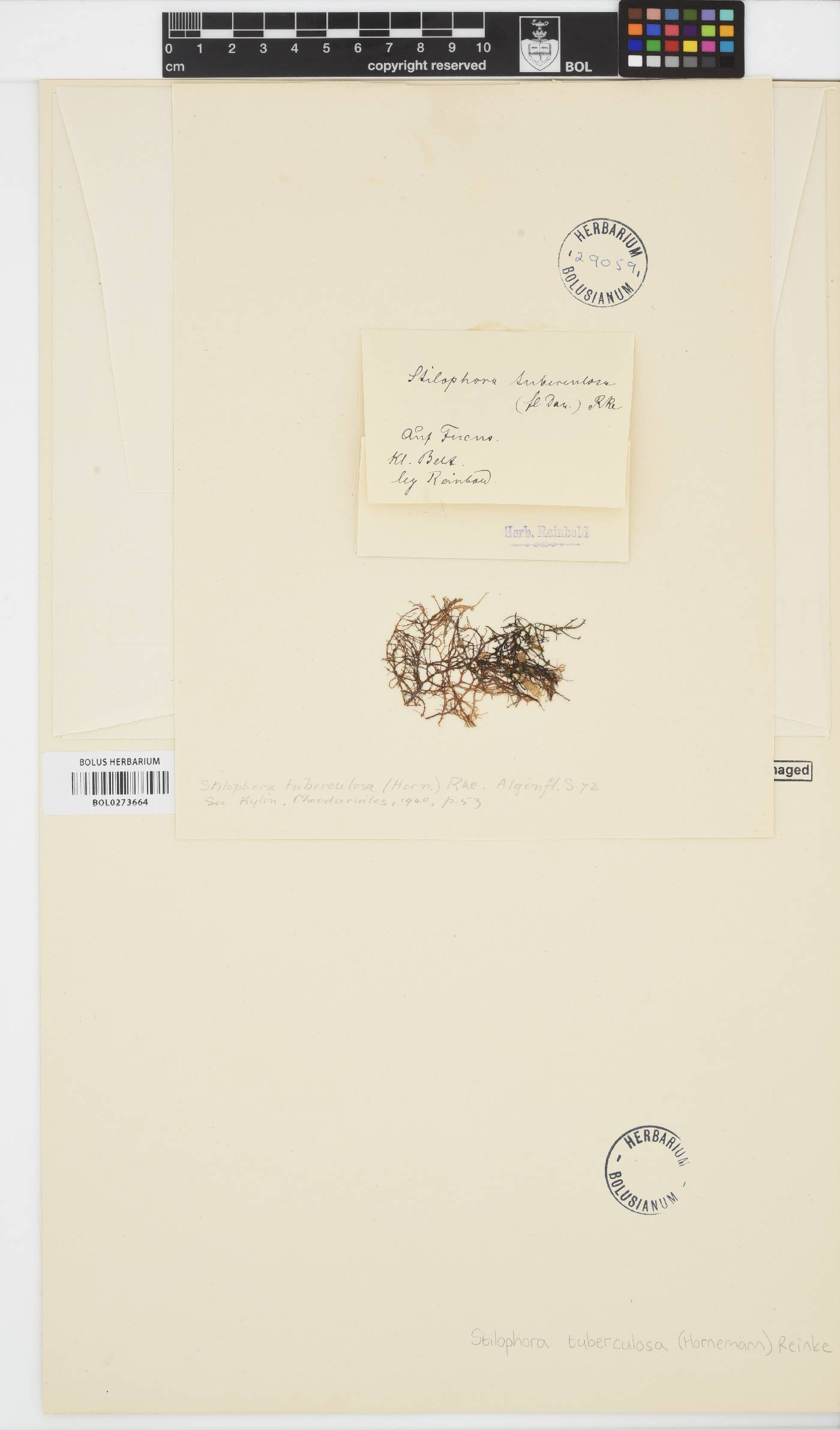 Stilophora nodulosa image