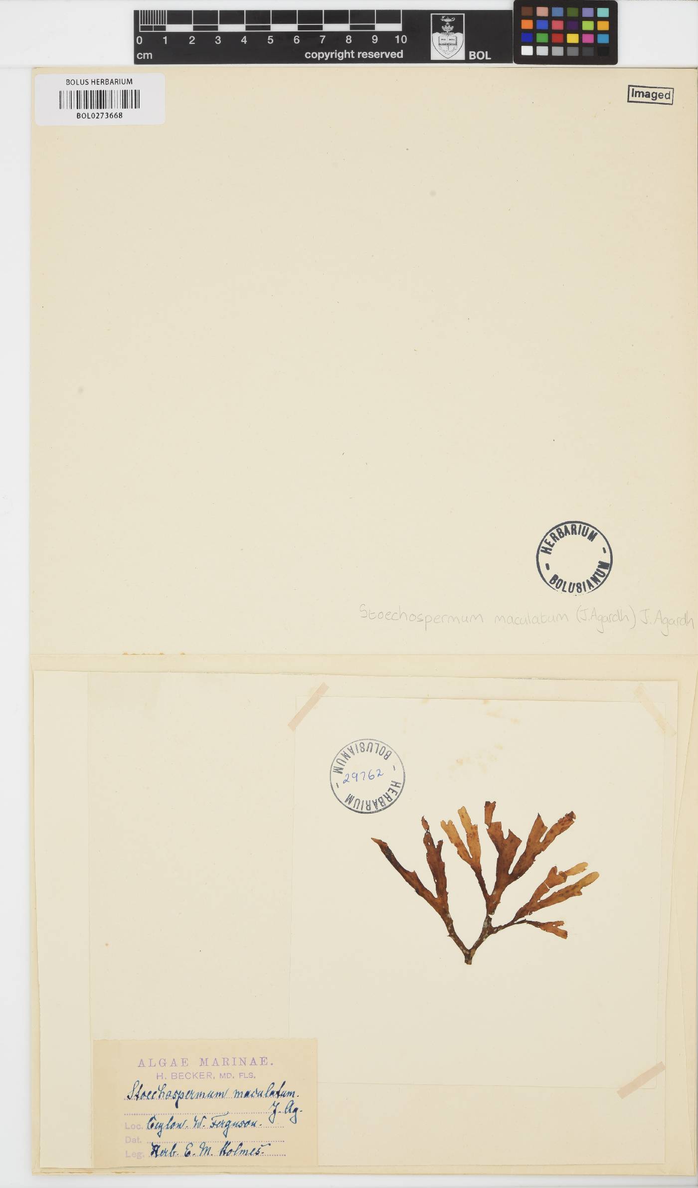 Stoechospermum marginatum image