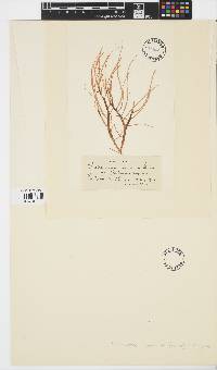 Image of Cylindrocarpus microscopicus
