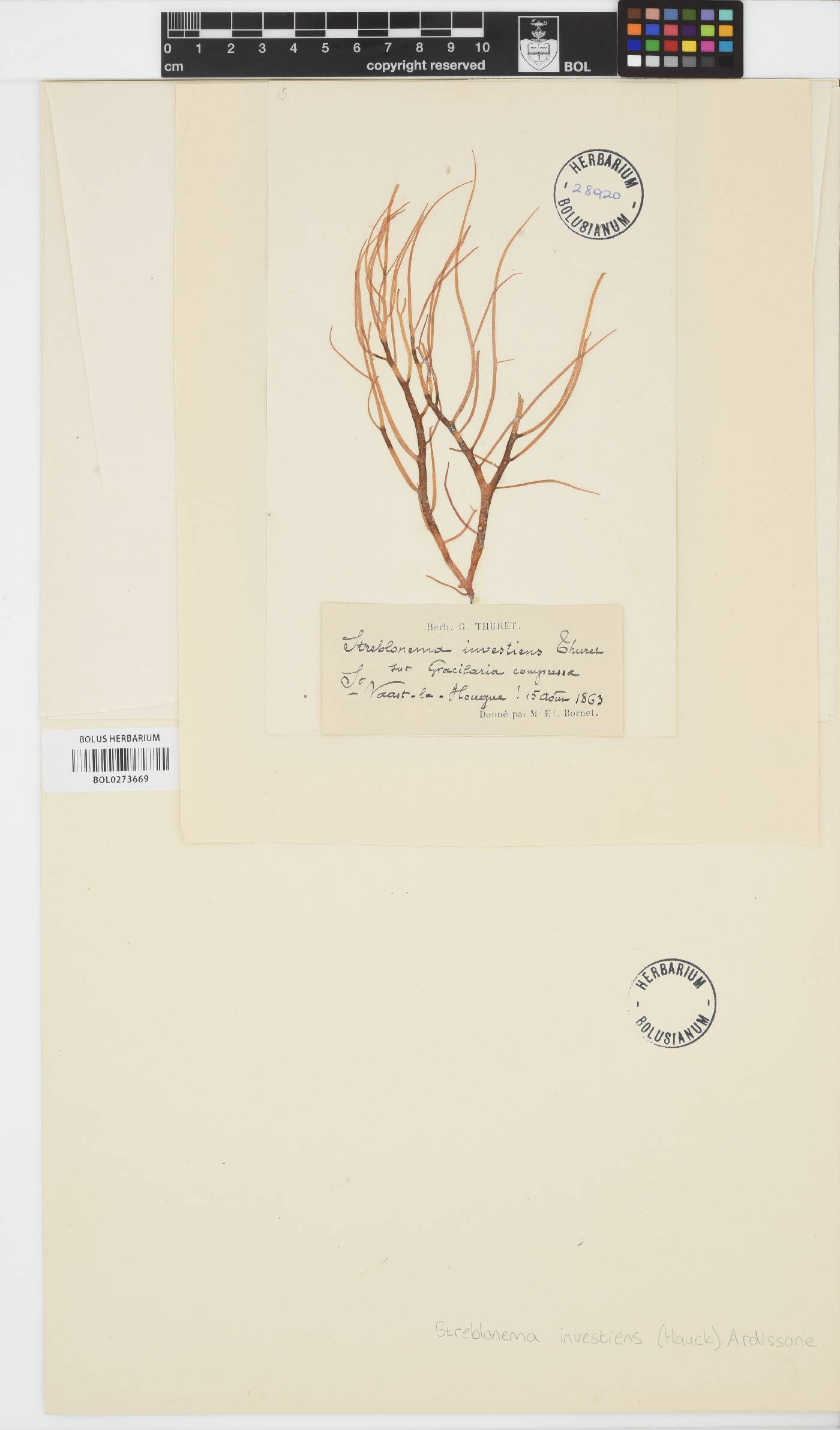 Cylindrocarpus microscopicus image