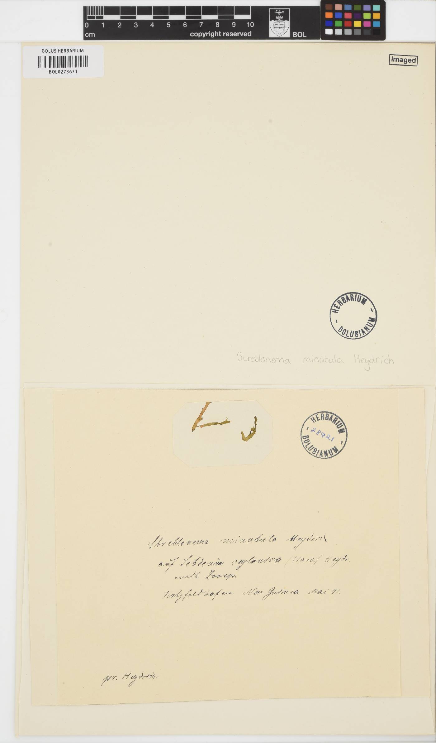 Streblonema minutula image