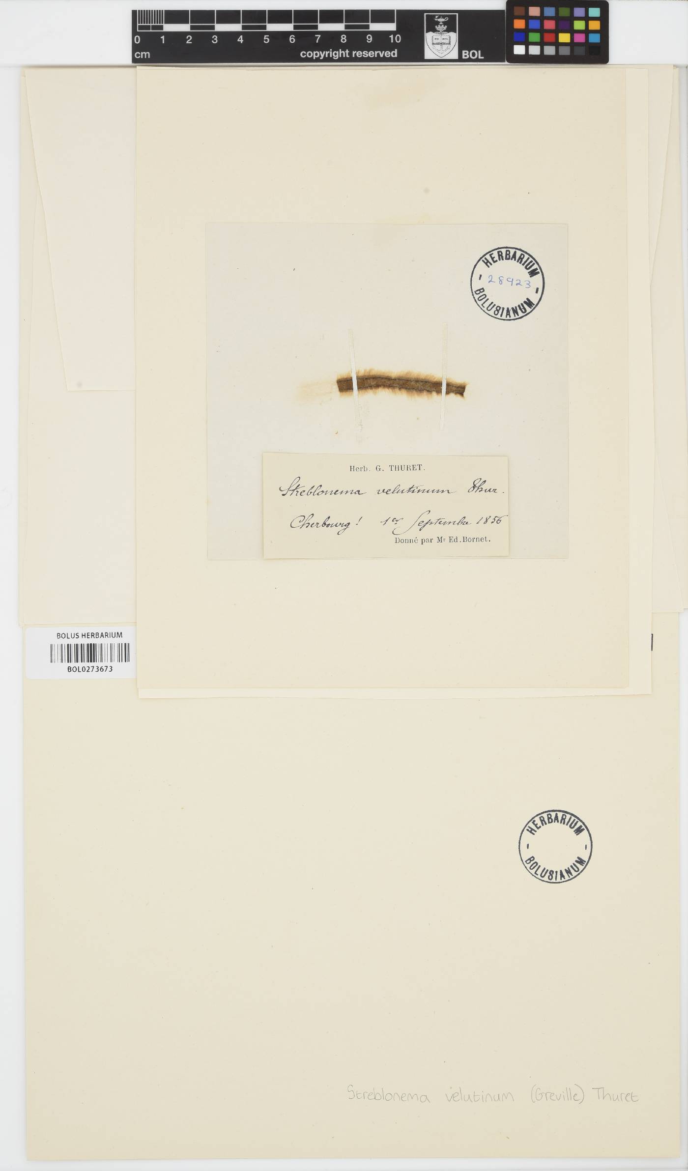 Herponema velutinum image
