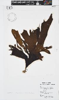 Stypopodium multipartitum image