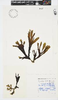 Stypopodium zonale image