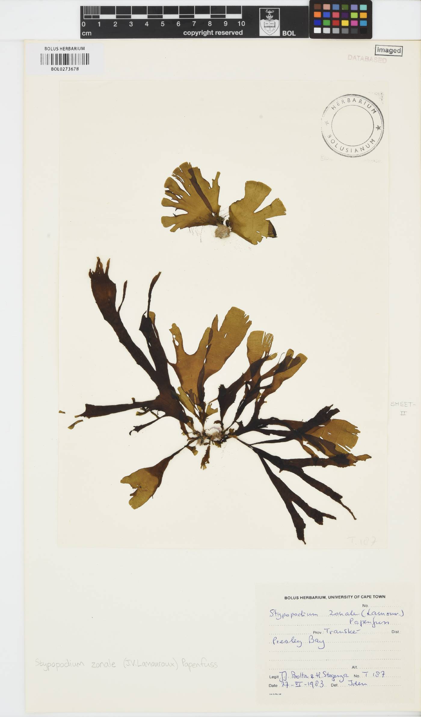 Stypopodium zonale image