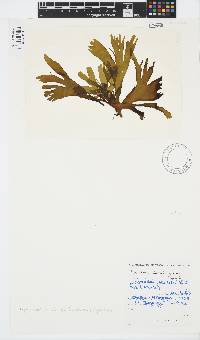 Stypopodium zonale image