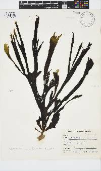 Stypopodium zonale image